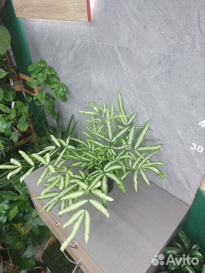 Папоротник птерис