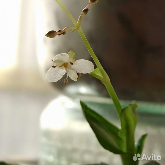 Мурдания брайт стар лечебная