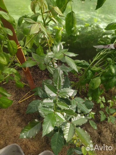 Цветы и кустарники садовые