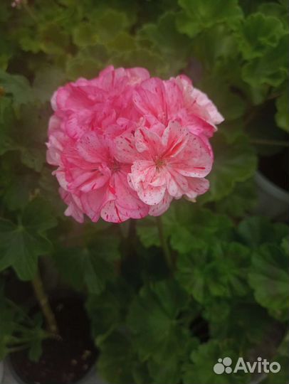 Цветущие сортовые пеларгонии