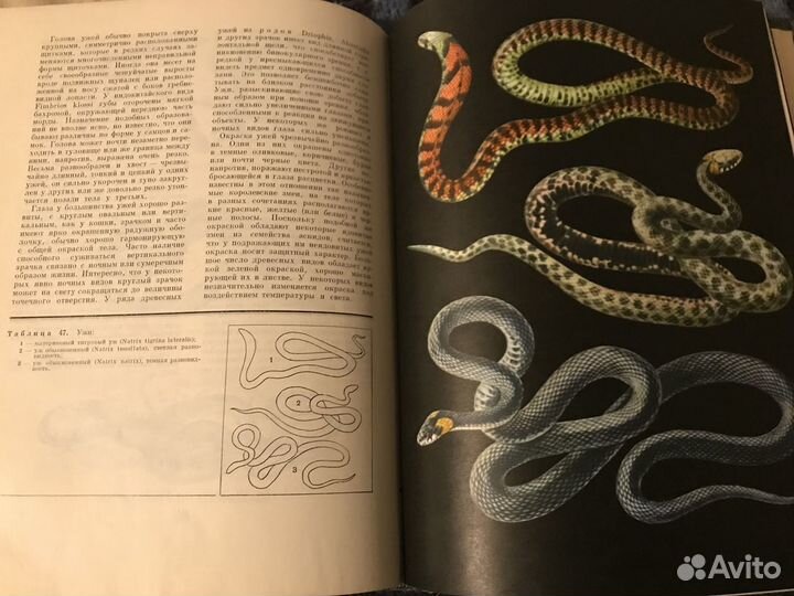 Энциклопедия жизнь животных