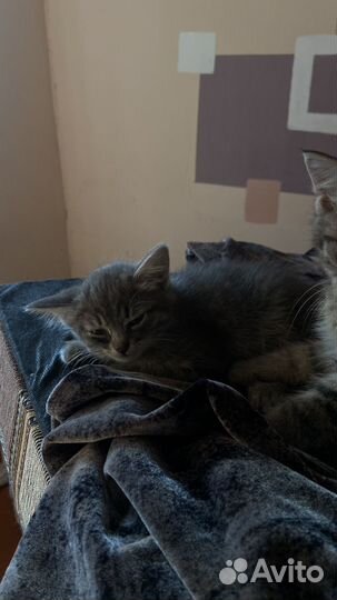Сибирская кошка