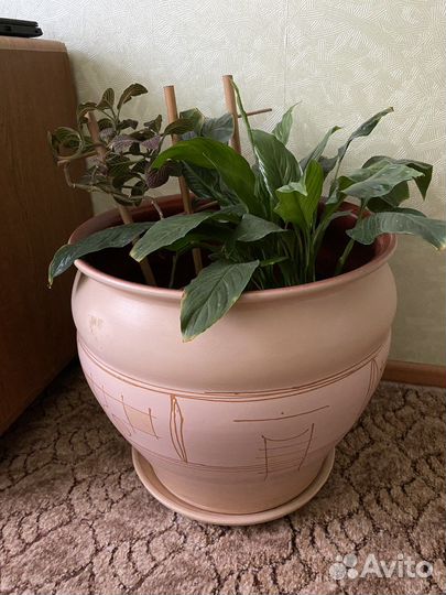 Большой глиняный горшок для цветов