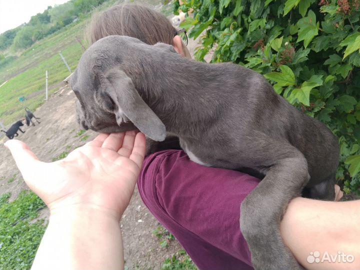 Щенки кане корсо