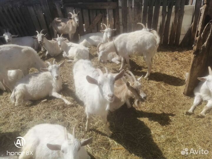 Козы, козлы, козлята