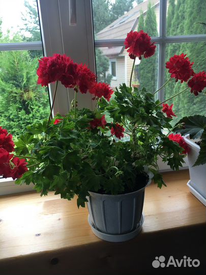 Герань пеларгония миниатюрная