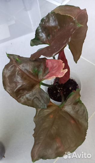 Филодендроны и сциндапсусы