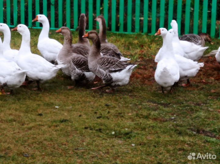 Гуси Холмогор+тулуз, линда