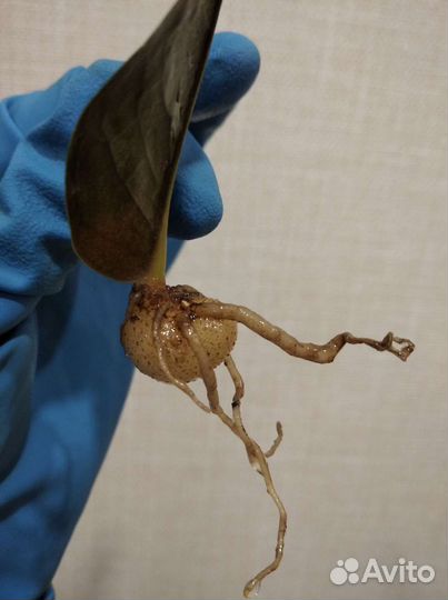 Замиокулькас сорт Черный ворон