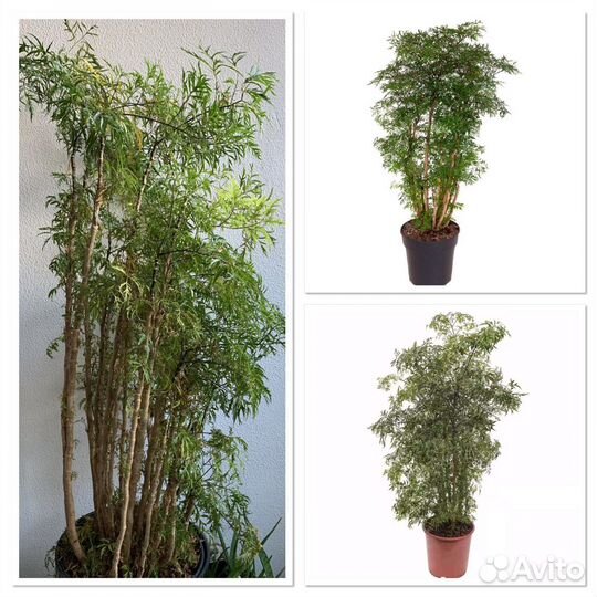 Полисциас ming