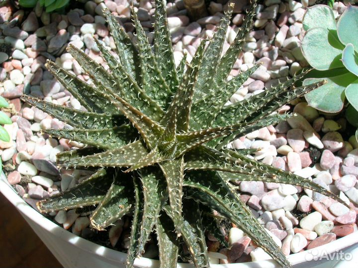 Суккуленты