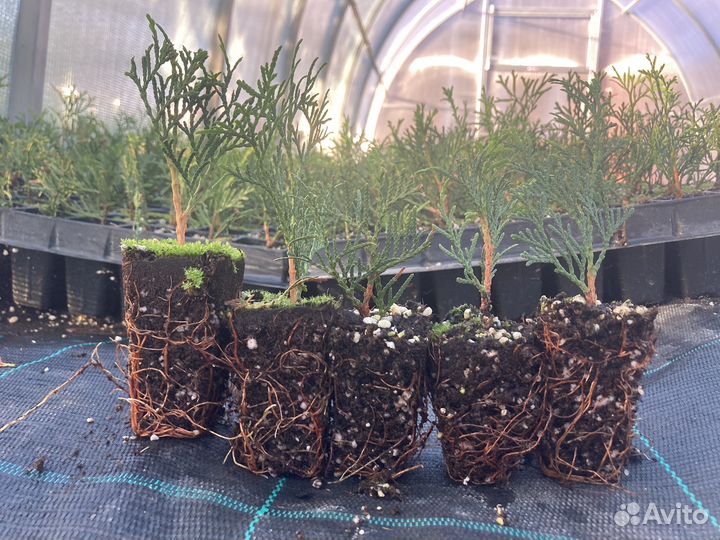 Туя смарагд