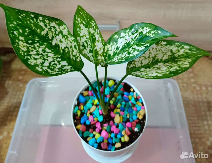 Аглаонема Фёст Даймонд цветы комнатные