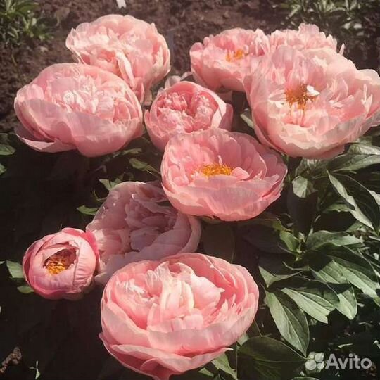 Пионы 13 сортов