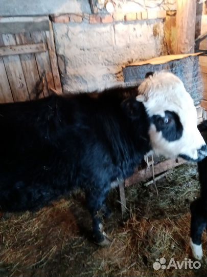 Продам бычка