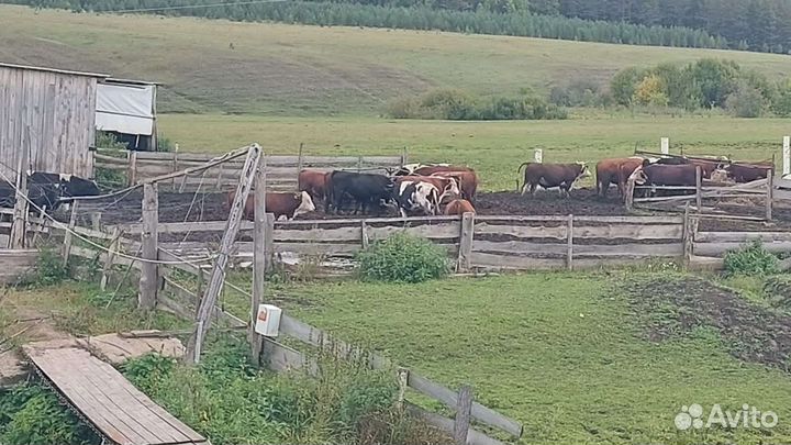 Продам бычков на мясо (герефорды)
