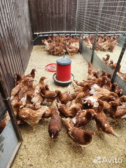 Куры несушки