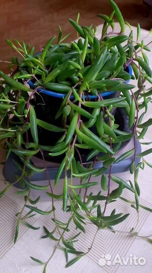 Комнатные растения