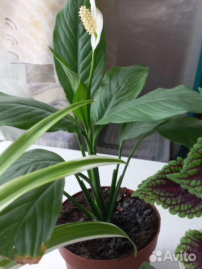 Комнатные цветы