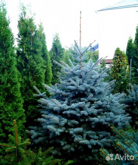 Голубые ели