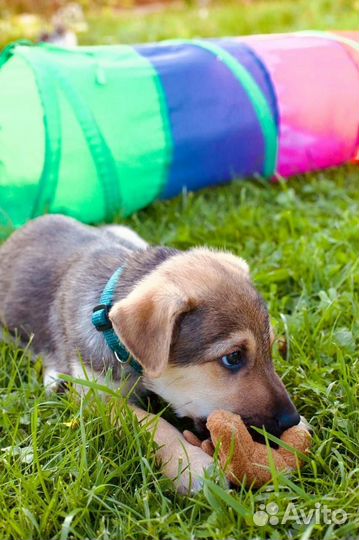 Щенки мальчики