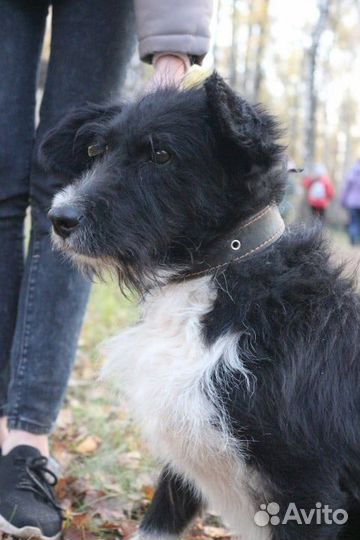 Собака кобель