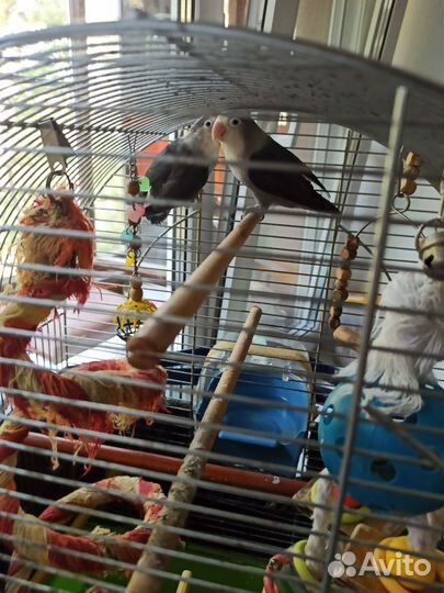 Неразлучники вместе с клеткой