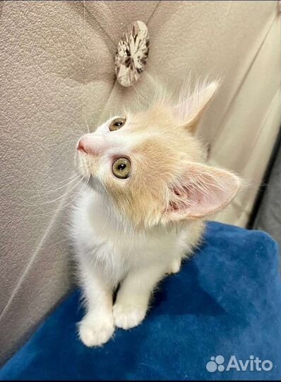 Маленькая котенка в Добрые руки