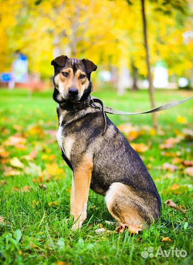 Замечательная собака бесплатно