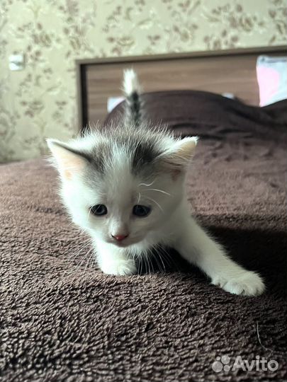 Отдаю котенка