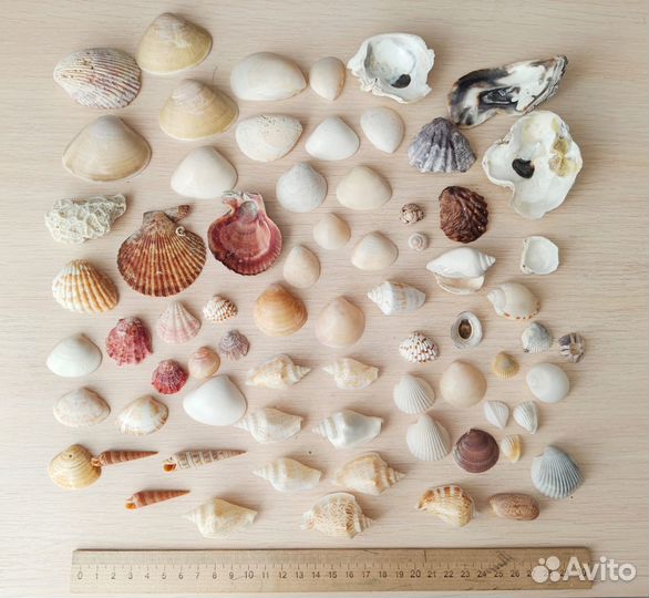 Морские ракушки пакетом (раковины, кораллы, морски