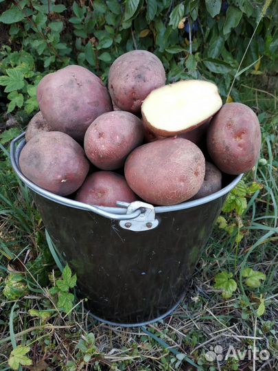 Продается домашний картофель