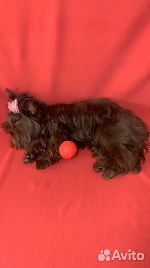 Йоркширский терьер