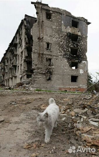 Потерявшие все котики