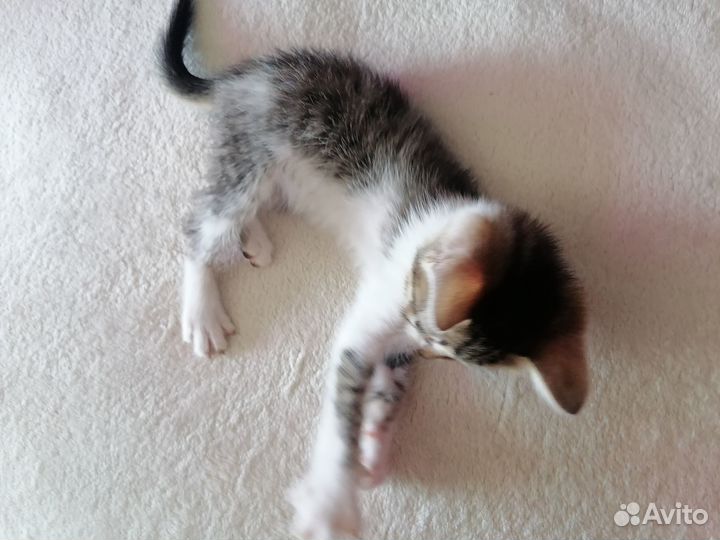 Пристраиваю котят