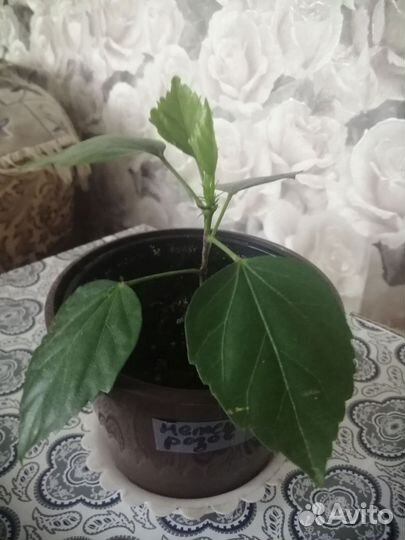 Гибискус сортовой