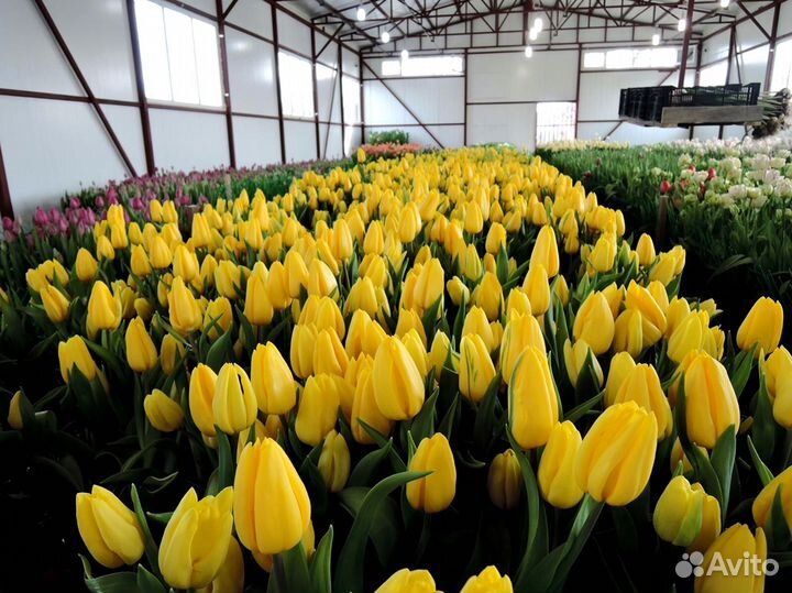 Тюльпаны оптом