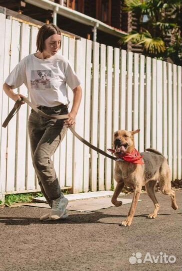 Собака, стерльна, чипирована, бесплатно