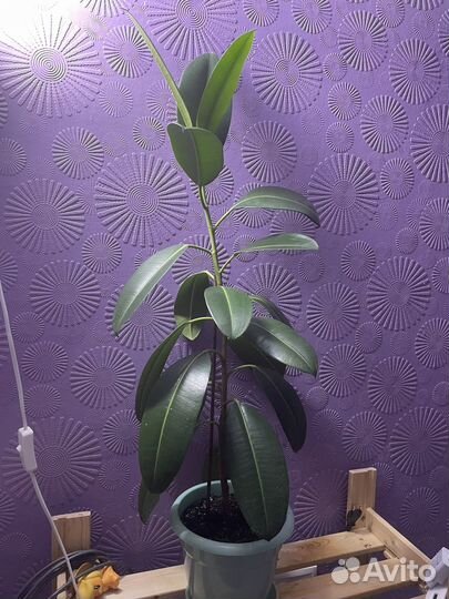 Фикус каучуконосный