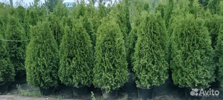 Туя Смарагд живая изгородь и для одиночной посадки