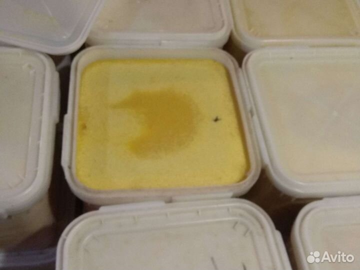 Мёд из подсолнуха оптом