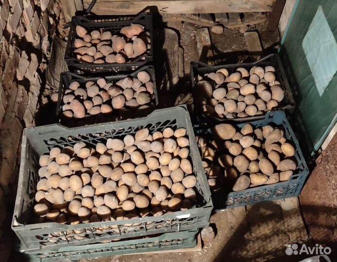 Продам картофель