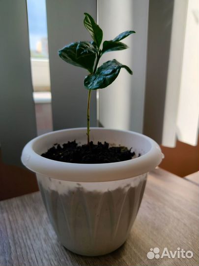 Комнатные растения (цветы)