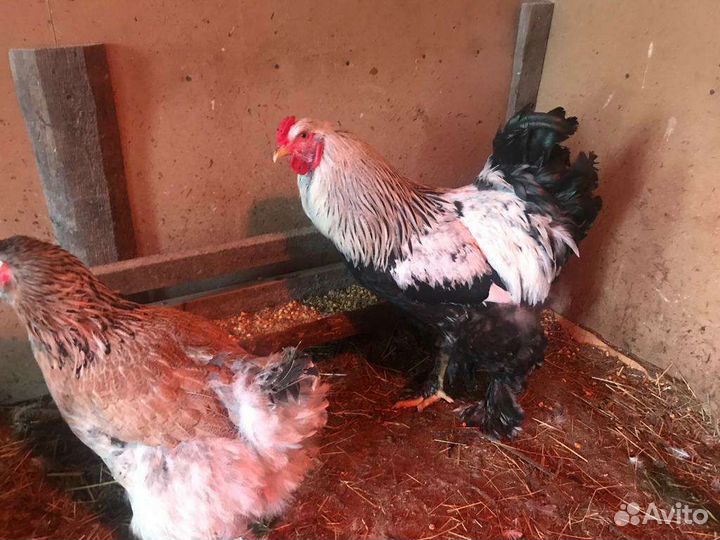 Петухи