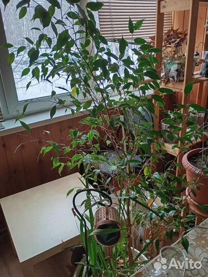 Отдам фикус Бенджамина