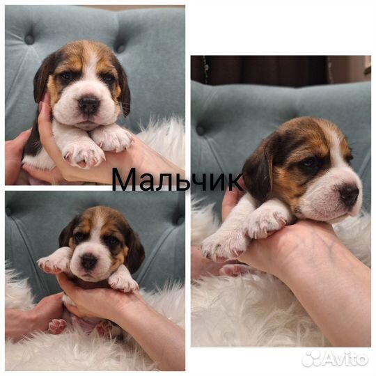 Щенки бигль