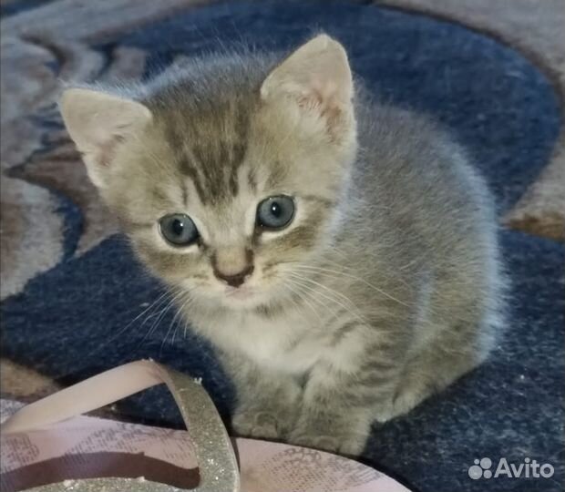 Кошки в добрые руки