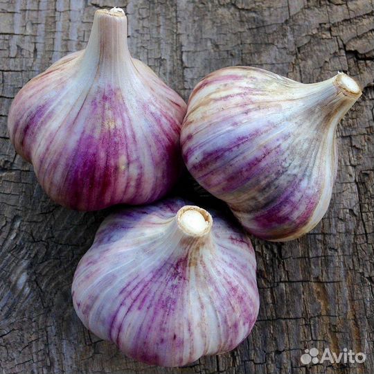 Чеснок зимний