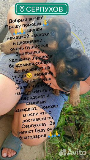 Собачки в добрые руки щенки