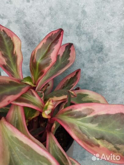 Пеперомия клузиелистная